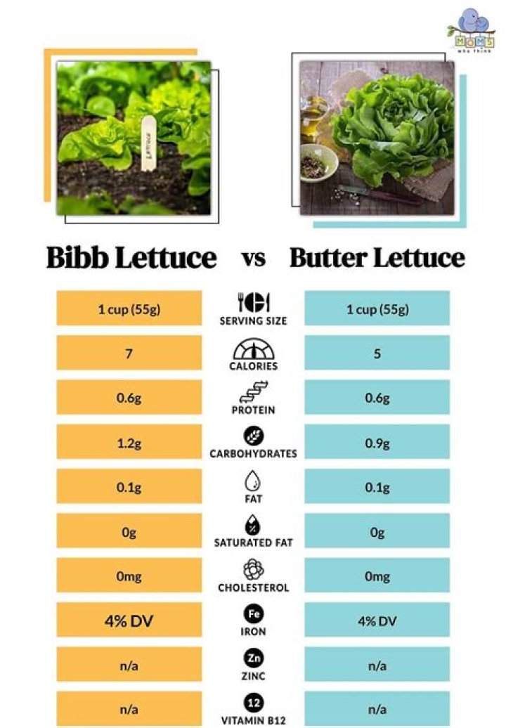 What is similar to Bibb lettuce