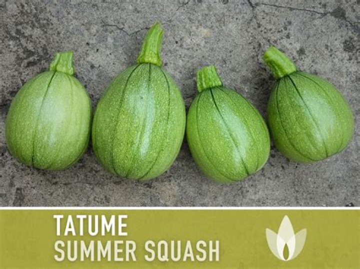 What is Tatume squash