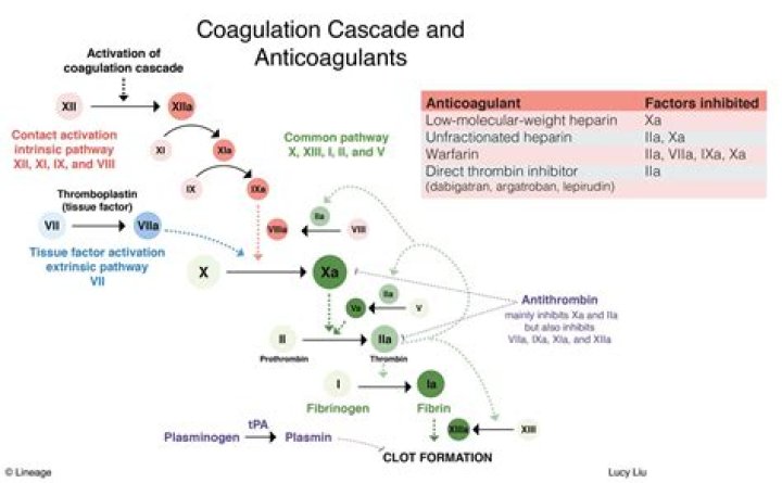 What is the anticoagulant of choice for coagulation studies