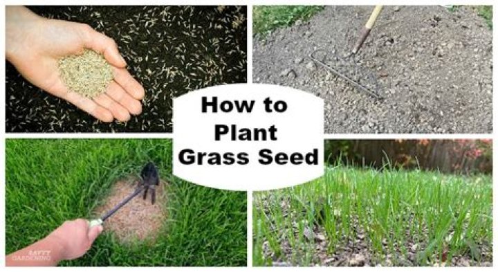 What is the best seed to grow grass