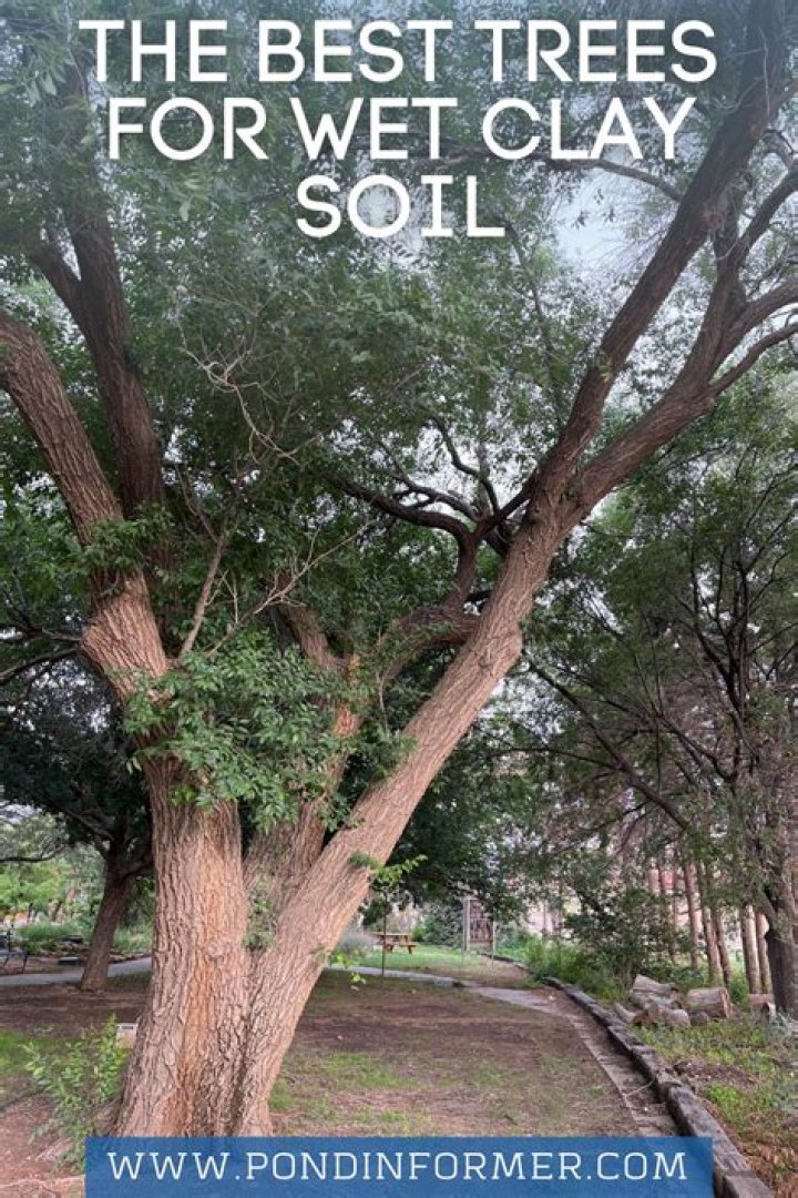 What is the best tree to plant in clay soil
