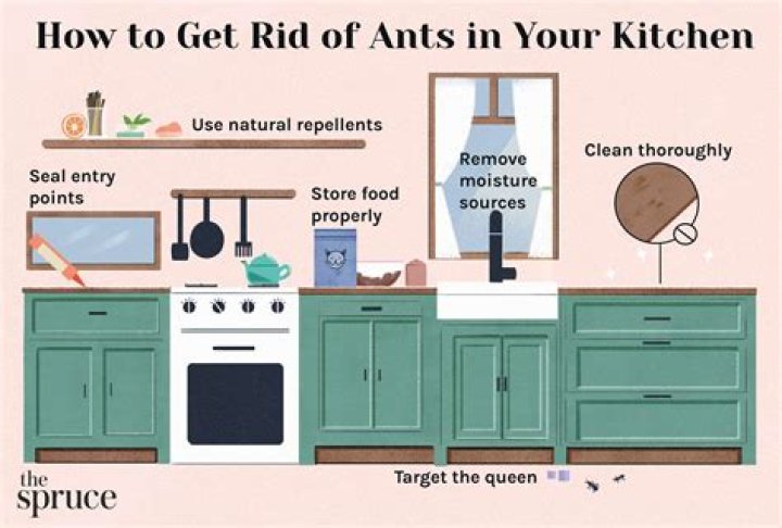 What is the best way to get rid of ants in the kitchen