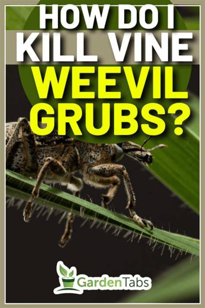 What is the best way to get rid of vine weevil