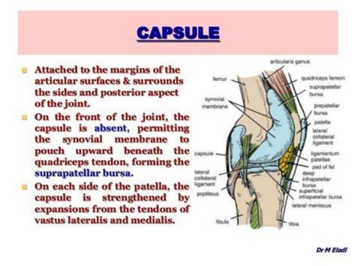 What is the capsule of the knee