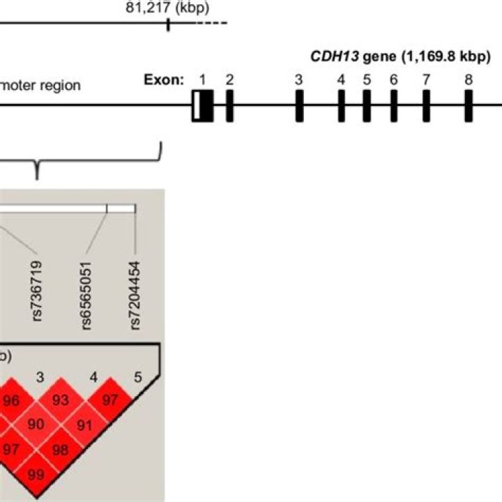 What is the cdh13 gene