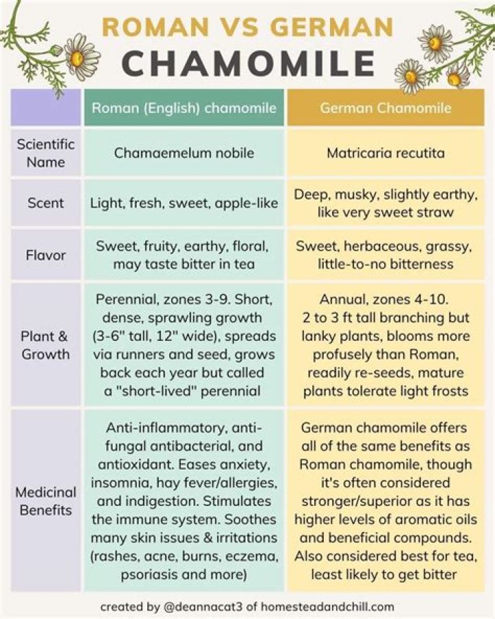 What is the difference between chamomile and Roman chamomile