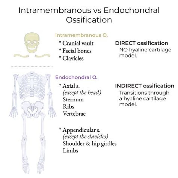 What is the difference between Intramembranous ossification and endochondral ossification