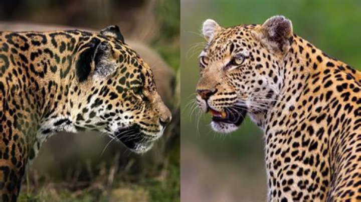 What is the difference between preen and Casoron