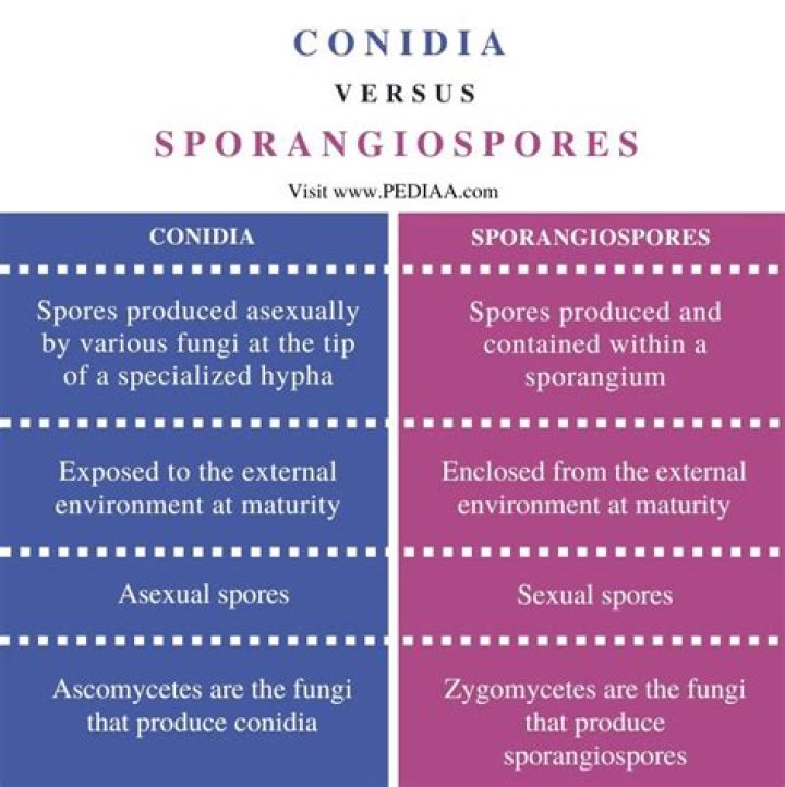 What is the difference between Sporangia and conidia