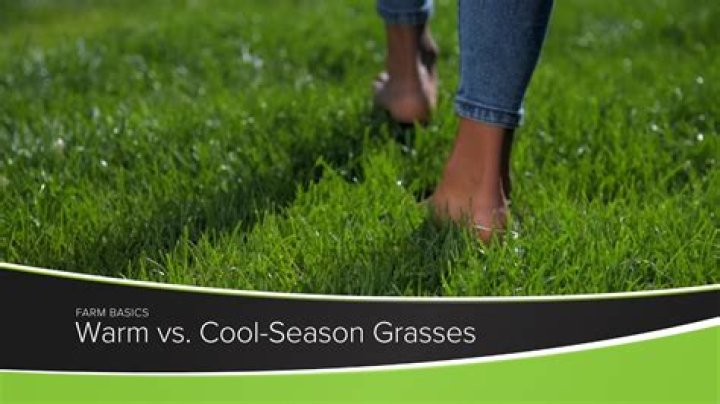 What is the difference between warm season grasses and cool season grasses