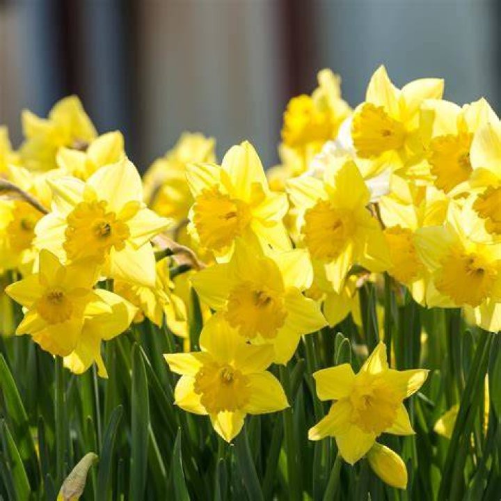 What is the earliest flowering daffodil