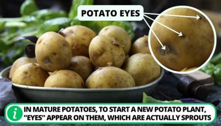 What is the eye of a potato