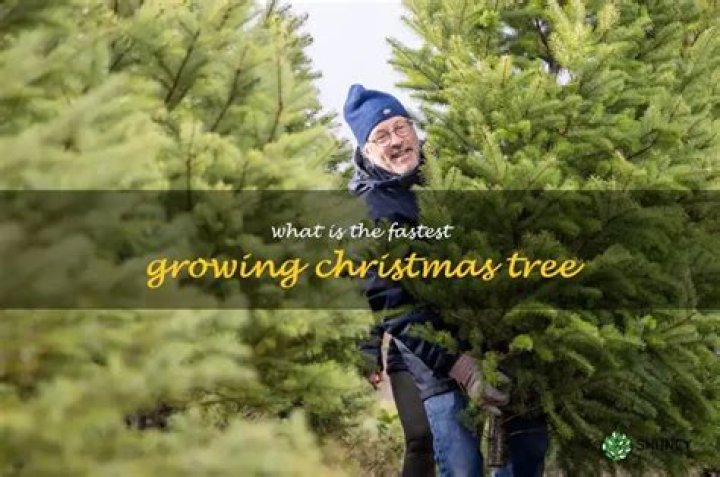 What is the fastest growing Christmas tree