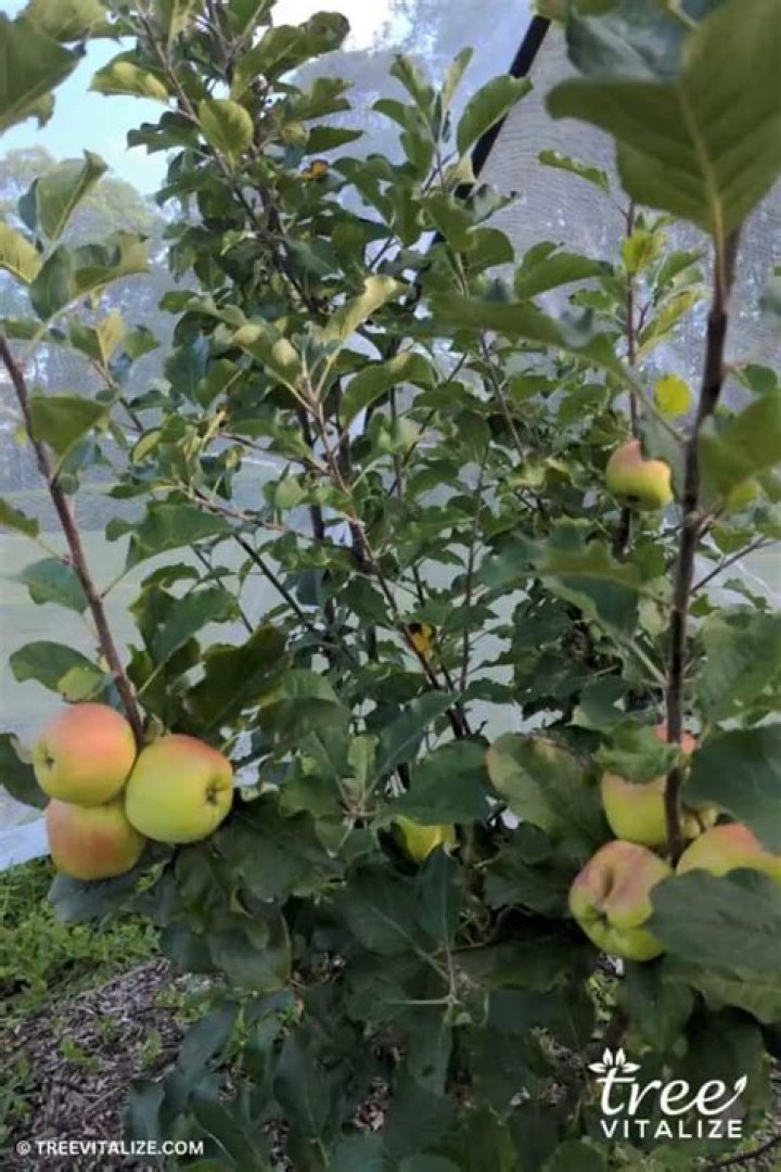 What is the fastest producing apple tree