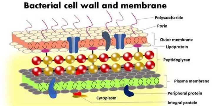 What is the function of cell membrane in bacteria