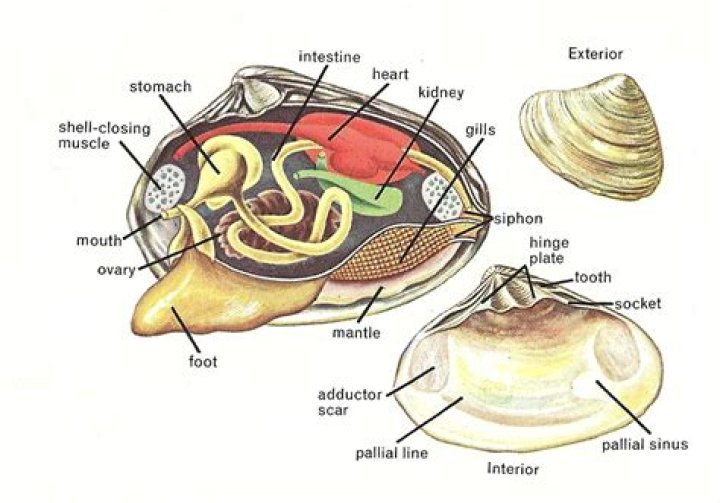 What is the function of hinge teeth on the bivalve shell