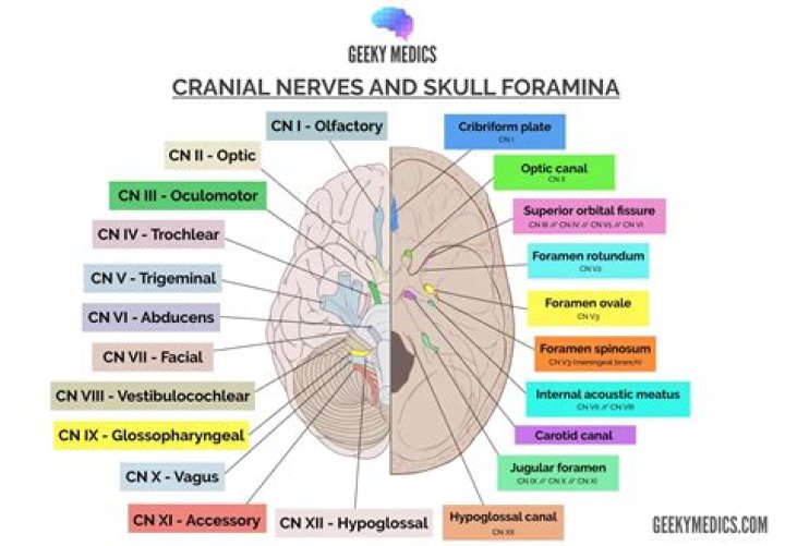 What is the function of the olfactory foramina