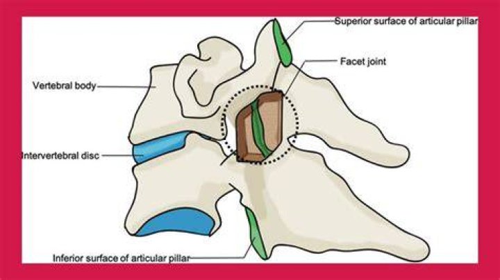 What is the function of the superior and inferior articular process
