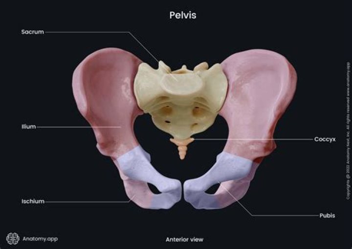 What is the ilium ischium and pubis