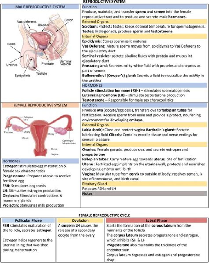 What is the importance of the male and female reproductive system