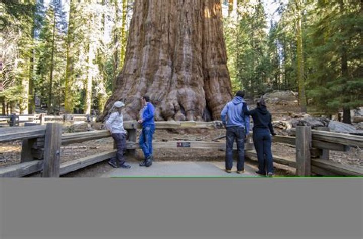What is the largest tree in Texas