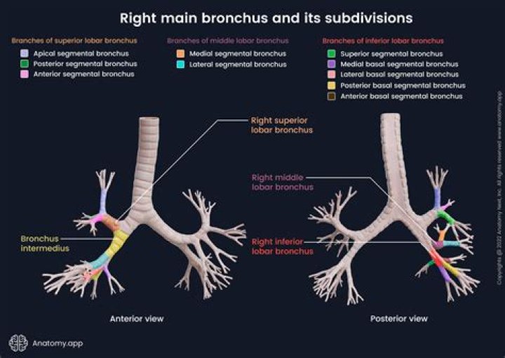 What is the main function of the bronchioles