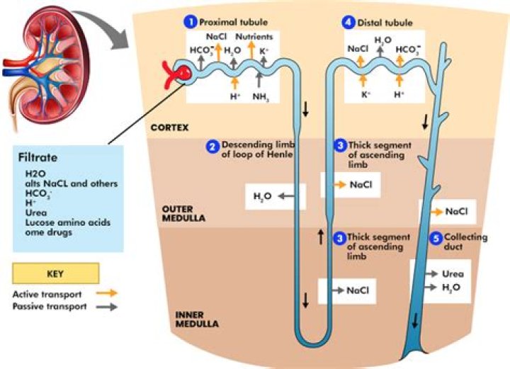 What is the medical term for the filtration unit of the kidney