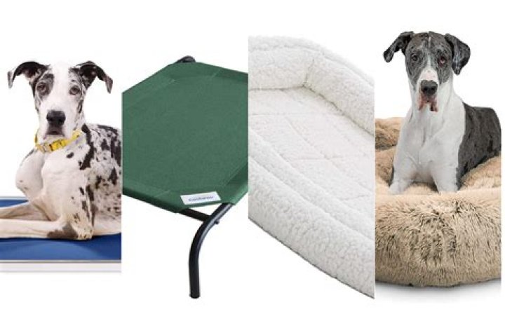 What is the most expensive dog bed
