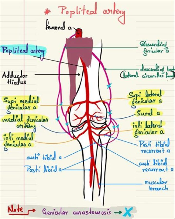 What is the popliteal artery