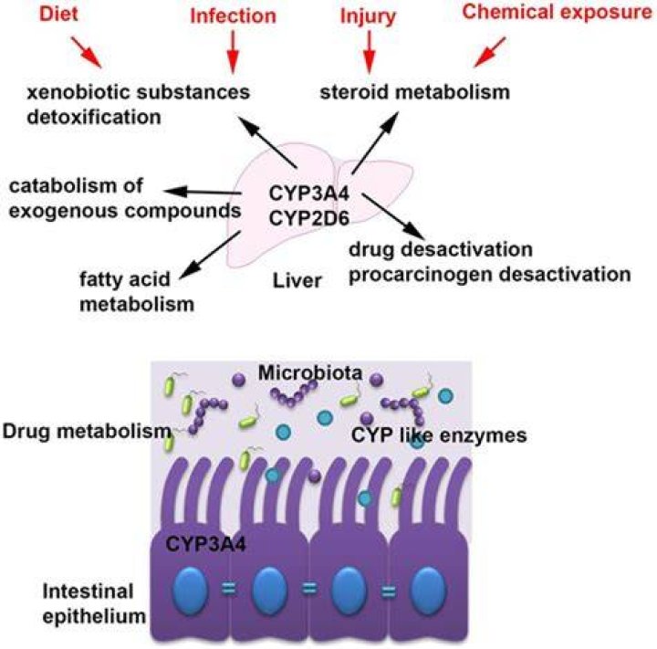 What is the role of cytochrome p450 in drug metabolism