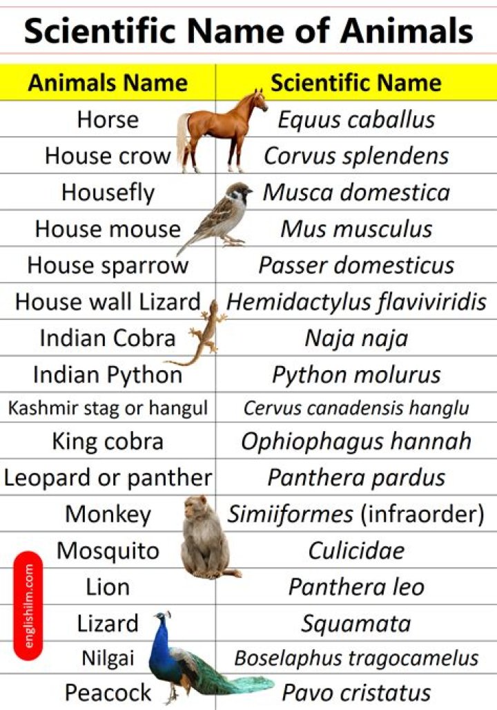 What is the scientific name for rabies