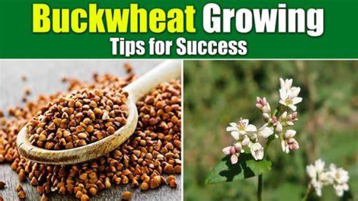 What is the seeding rate for buckwheat