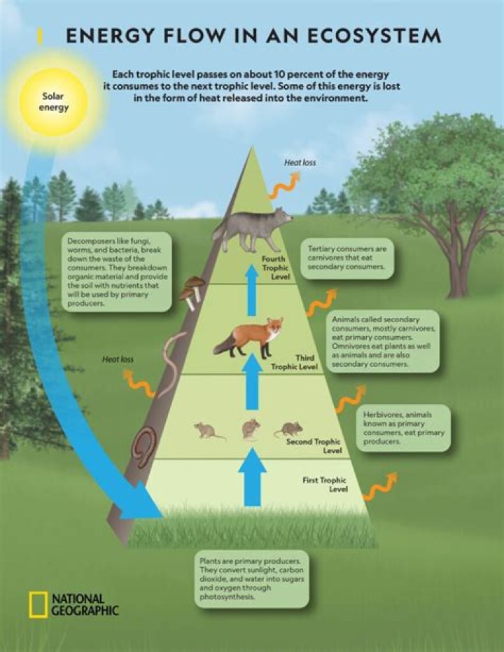 What is the universal source of energy for all living organisms