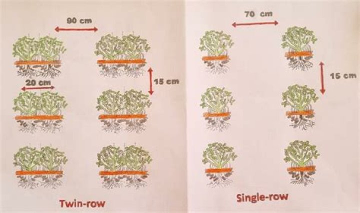 What is twin row planting