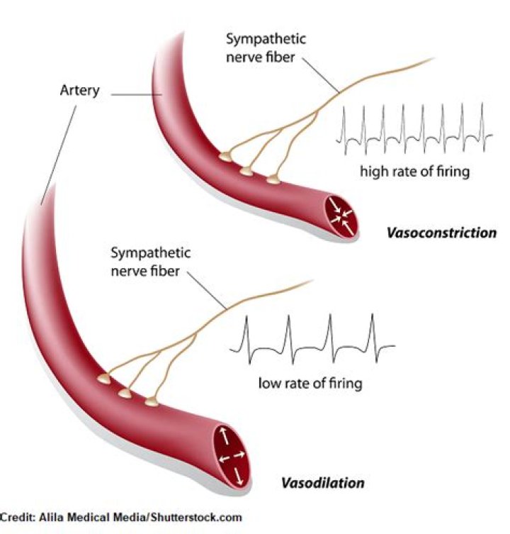 What is vasomotor tone which branch es of the nervous system maintains vasomotor tone