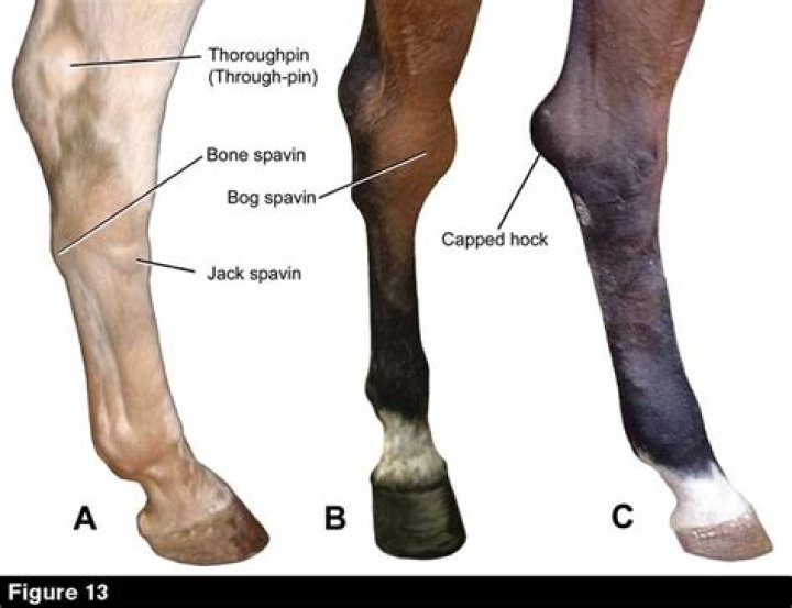 What is Windgall in horses legs