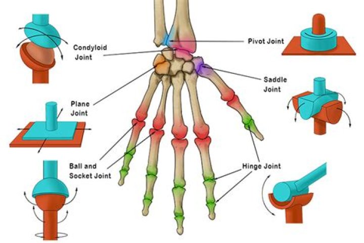 What joints are uniaxial