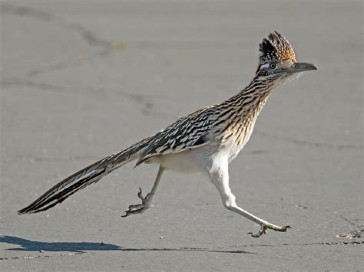 What kind of bird was the Roadrunner