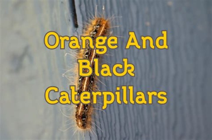 What kind of butterfly is a orange and black caterpillar