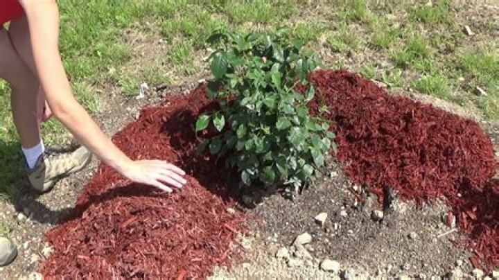 What kind of mulch is best for rose bushes