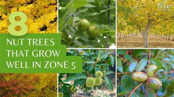 What kind of nut trees grow in Tennessee