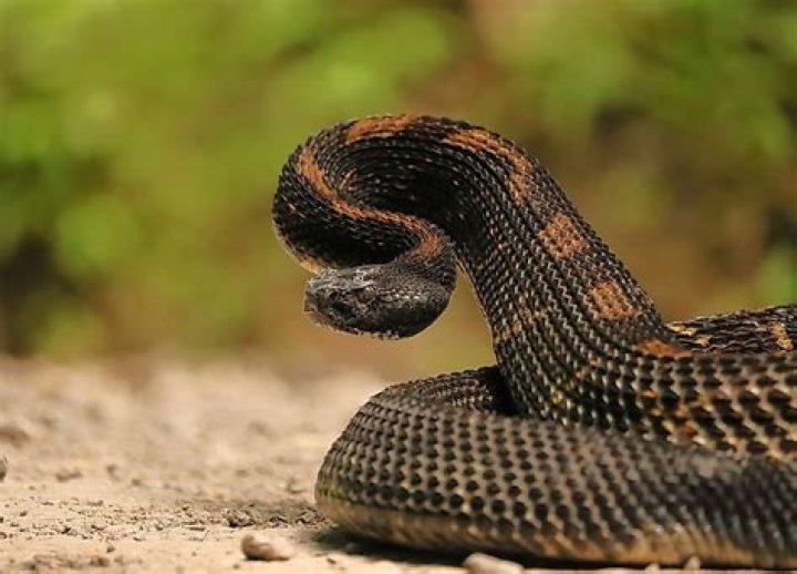 What kind of poisonous snakes are in Pennsylvania