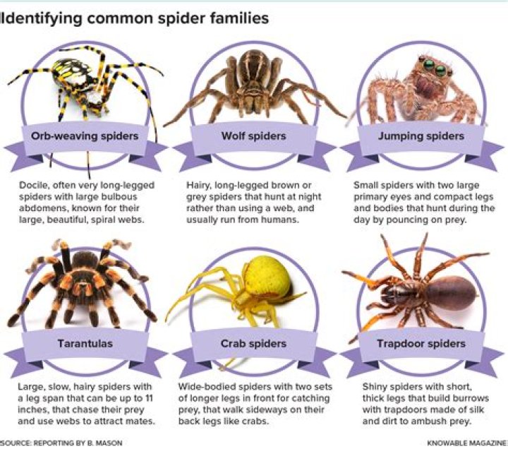 What kind of poisonous spiders are in Pennsylvania