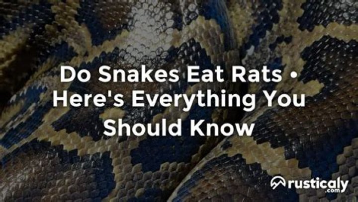 What kind of snakes eat rats