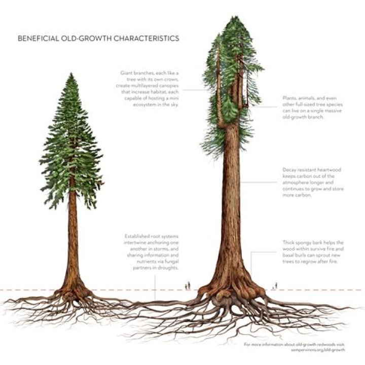 What kind of soil do redwoods like
