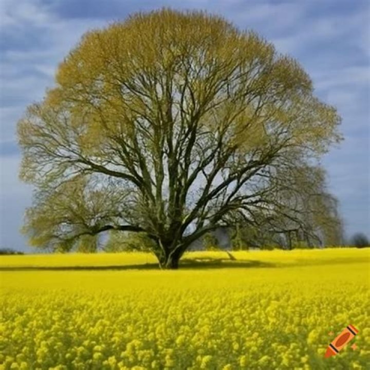 What kind of tree comes from a mustard seed