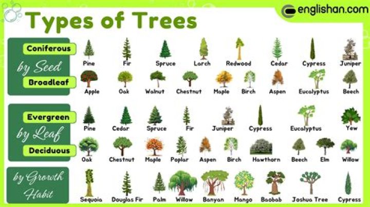 What kind of trees are in London