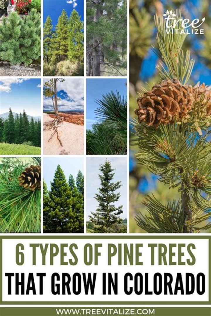 What kind of trees grow in Colorado