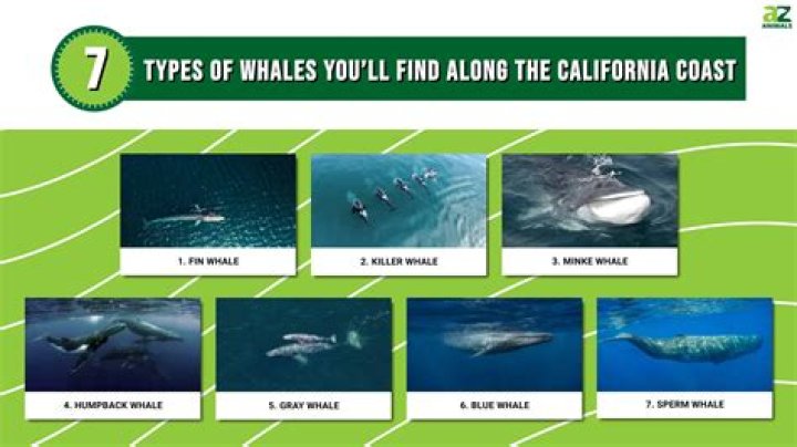 What kind of whales migrate off California