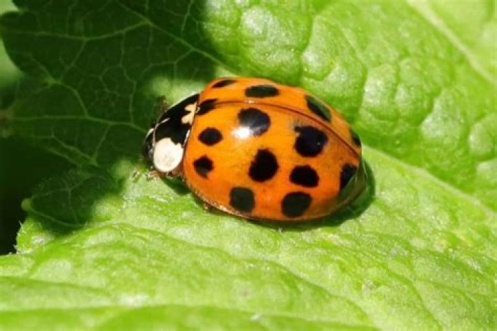 What looks like a ladybug but is not a ladybug